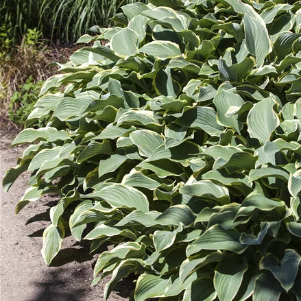 Hosta x fortunei 'Francee'