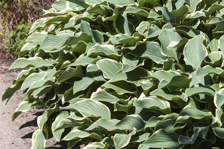 Hosta x fortunei 'Francee' Staude im 9x9 cm Vierecktopf