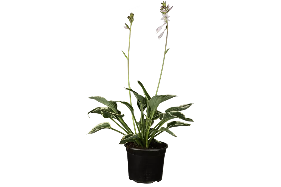 Hosta x fortunei 'Francee' Staude im 9x9 cm Vierecktopf