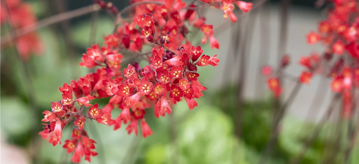 Heuchera sanguinea 'Leuchtkäfer'