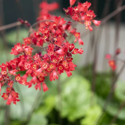 Heuchera sanguinea 'Leuchtkäfer'