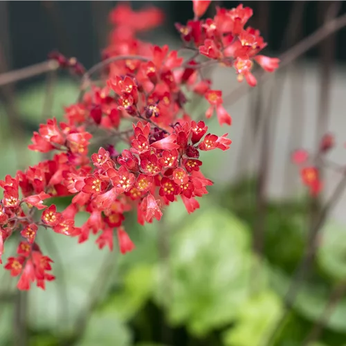 Heuchera sanguinea 'Leuchtkäfer'