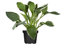 Hosta x fortunei 'Francee' Staude im 9x9 cm Vierecktopf