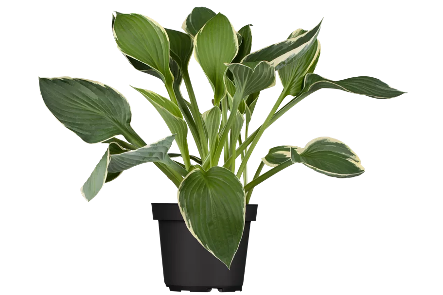 Hosta x fortunei 'Francee' Staude im 9x9 cm Vierecktopf