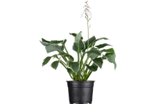 Hosta x fortunei 'Francee' Staude im 9x9 cm Vierecktopf