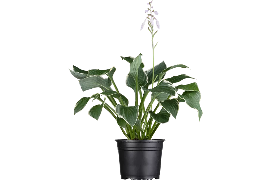 Hosta x fortunei 'Francee' Staude im 9x9 cm Vierecktopf