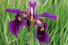 Iris sibirica 'Ruby Wine'