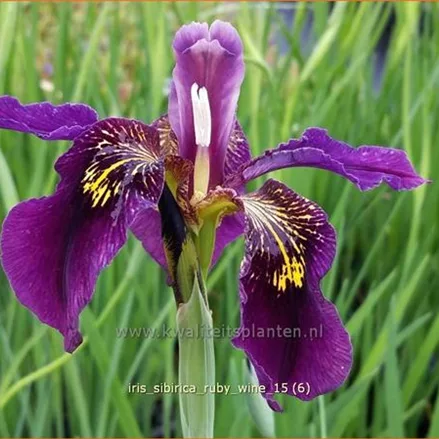 Iris sibirica 'Ruby Wine'