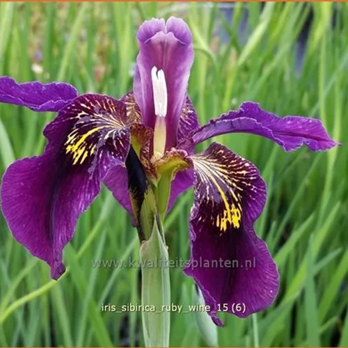 Iris sibirica 'Ruby Wine'