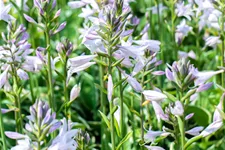 Hosta x fortunei 'Francee' Staude im 9x9 cm Vierecktopf