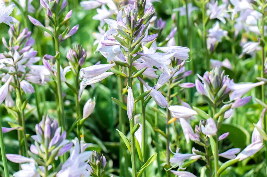 Hosta x fortunei 'Francee' Staude im 9x9 cm Vierecktopf