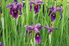 Iris sibirica 'Ruby Wine'