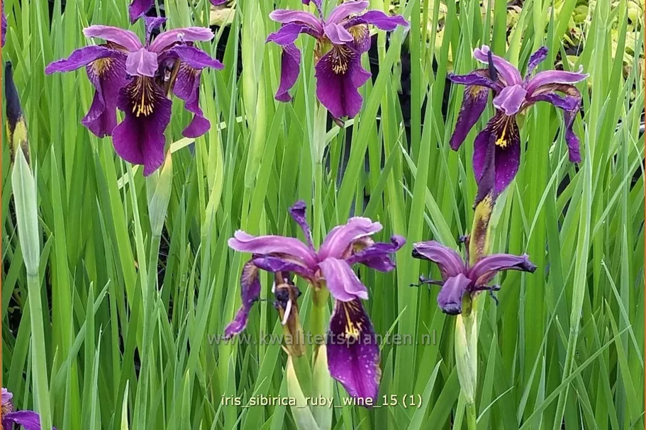 Iris sibirica 'Ruby Wine'
