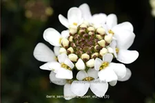 Iberis sempervirens 'Appen-Etz'