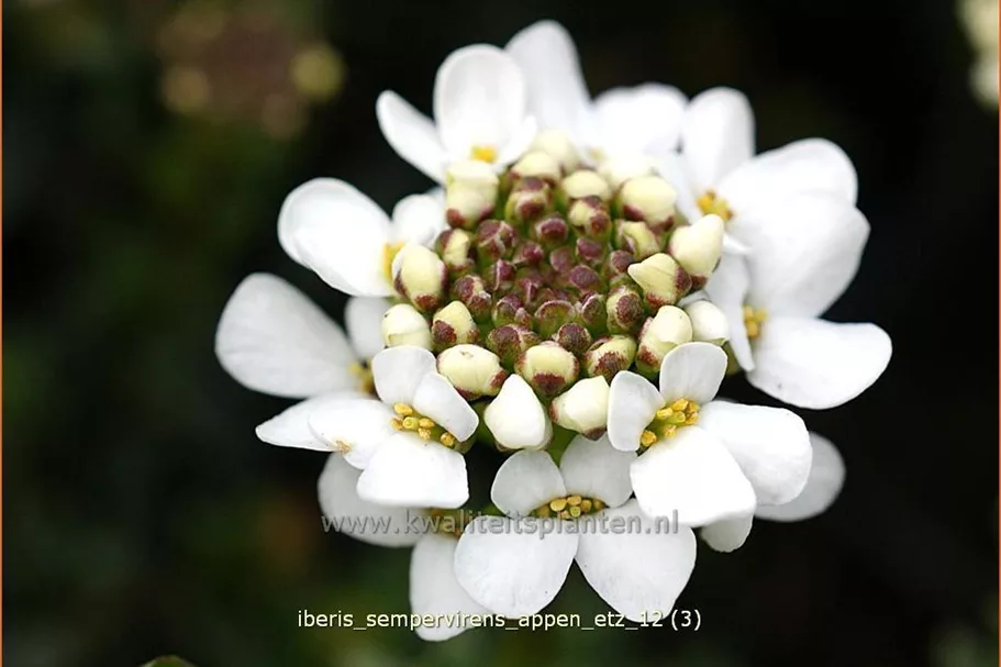 Iberis sempervirens 'Appen-Etz'