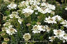 Iberis sempervirens 'Appen-Etz'