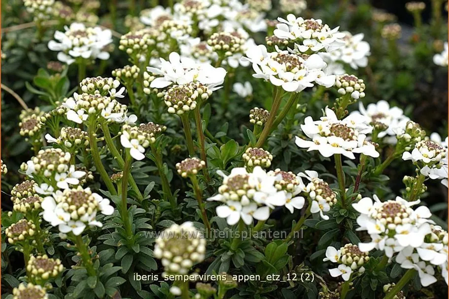 Iberis sempervirens 'Appen-Etz'