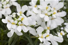 Iberis sempervirens 'Appen-Etz'