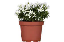 Iberis sempervirens 'Appen-Etz'