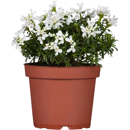 Iberis sempervirens 'Appen-Etz'