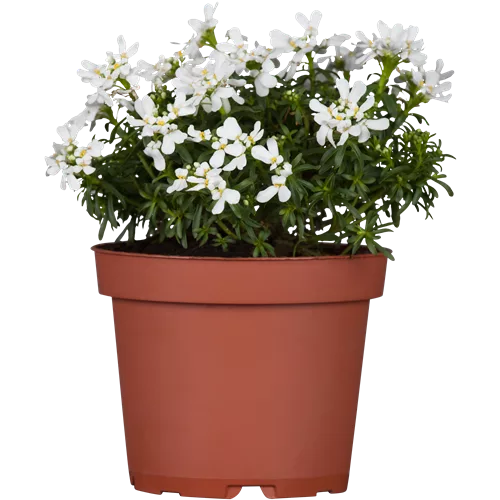 Iberis sempervirens 'Appen-Etz'