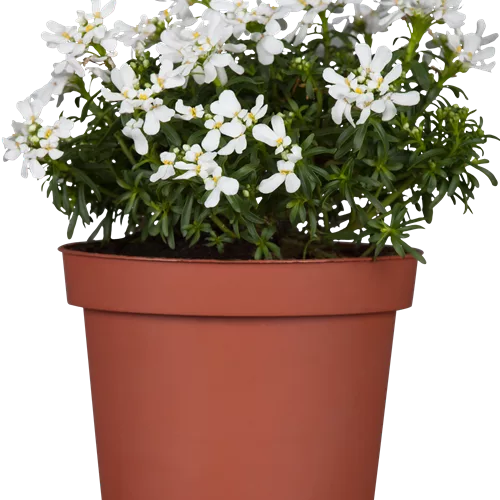 Iberis sempervirens 'Appen-Etz'