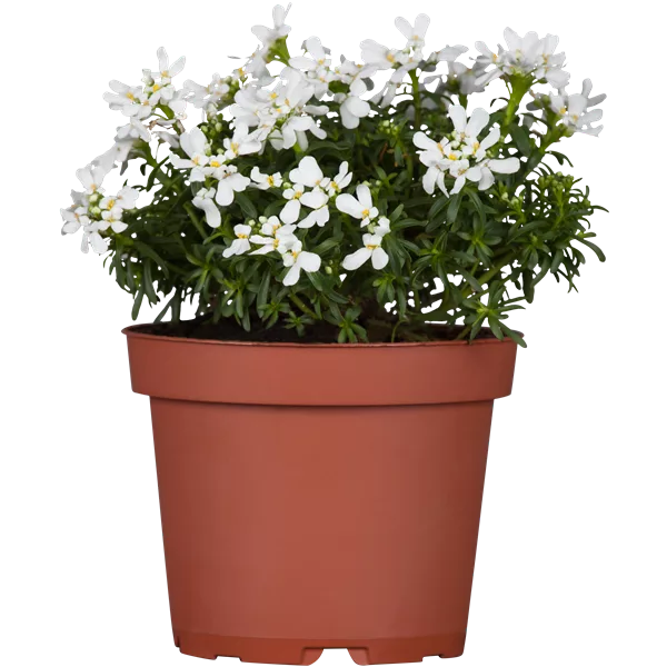 Iberis sempervirens 'Appen-Etz'