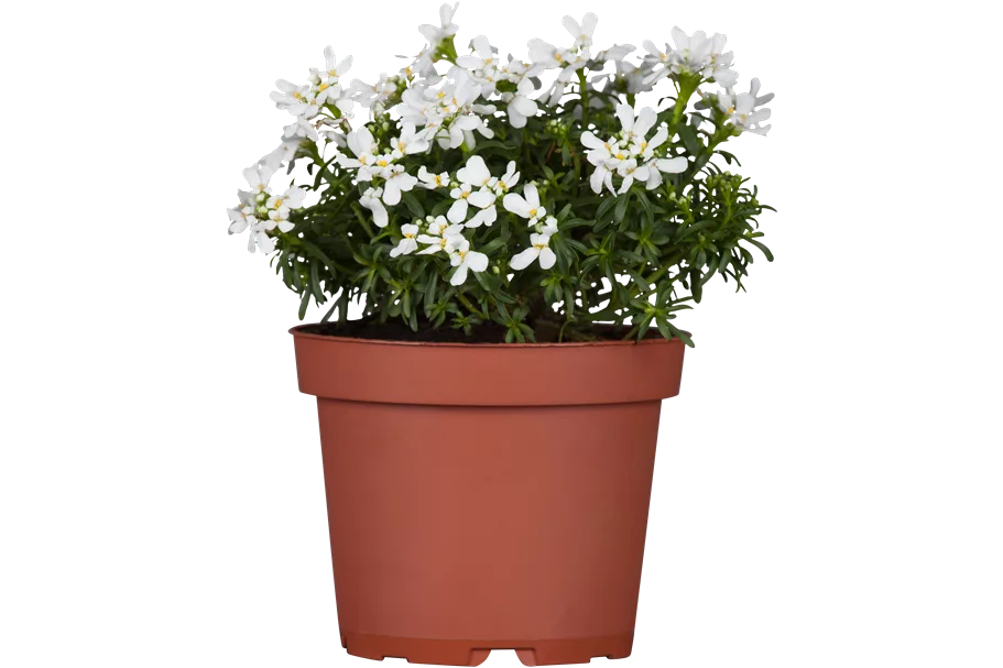 Iberis sempervirens 'Appen-Etz'