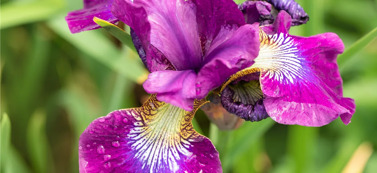 Iris sibirica 'Ruffled Velvet'