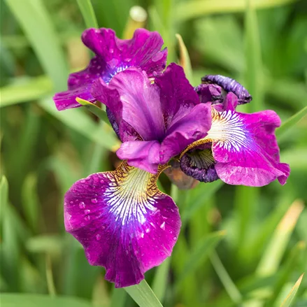 Iris sibirica 'Ruffled Velvet'