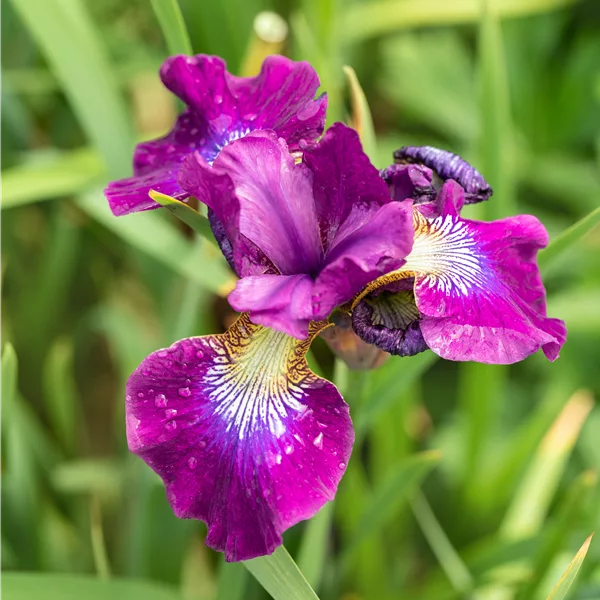 Iris sibirica 'Ruffled Velvet'