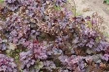 Heuchera 'Shanghai'