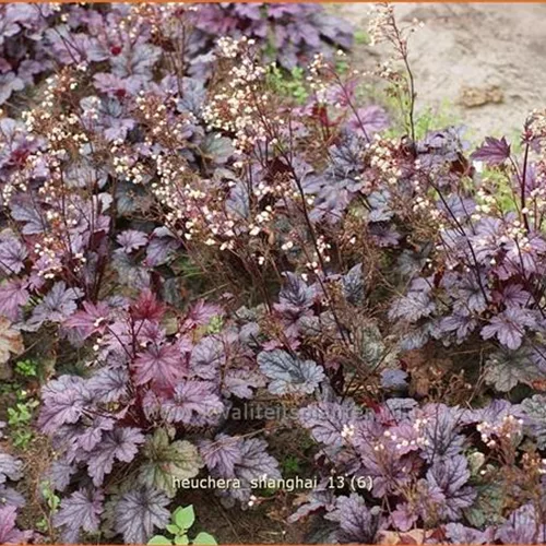Heuchera 'Shanghai'