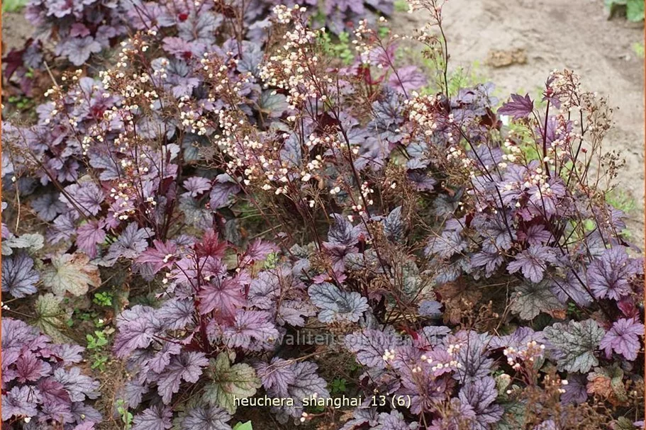 Heuchera 'Shanghai'