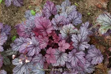 Heuchera 'Shanghai'