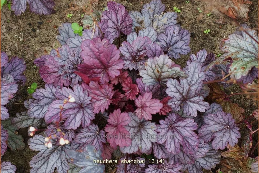 Heuchera 'Shanghai'