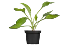 Hosta x fortunei 'Gold Standard'