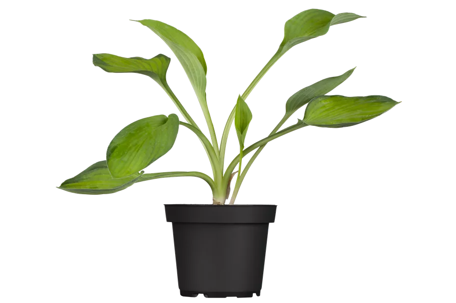 Hosta x fortunei 'Gold Standard'