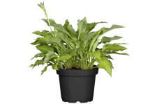 Hosta x fortunei 'Gold Standard'