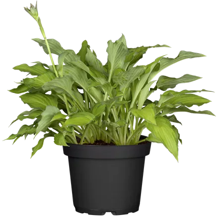 Hosta x fortunei 'Gold Standard'