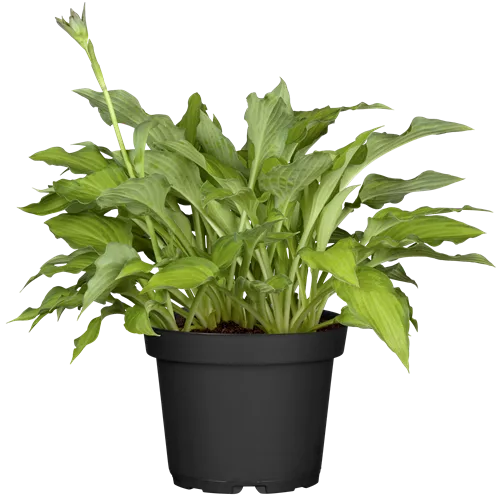Hosta x fortunei 'Gold Standard'