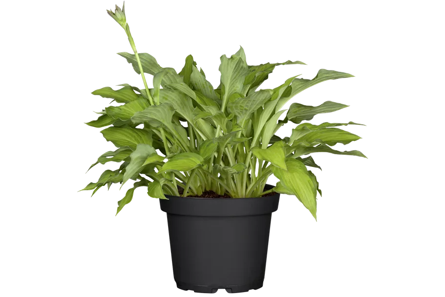 Hosta x fortunei 'Gold Standard'