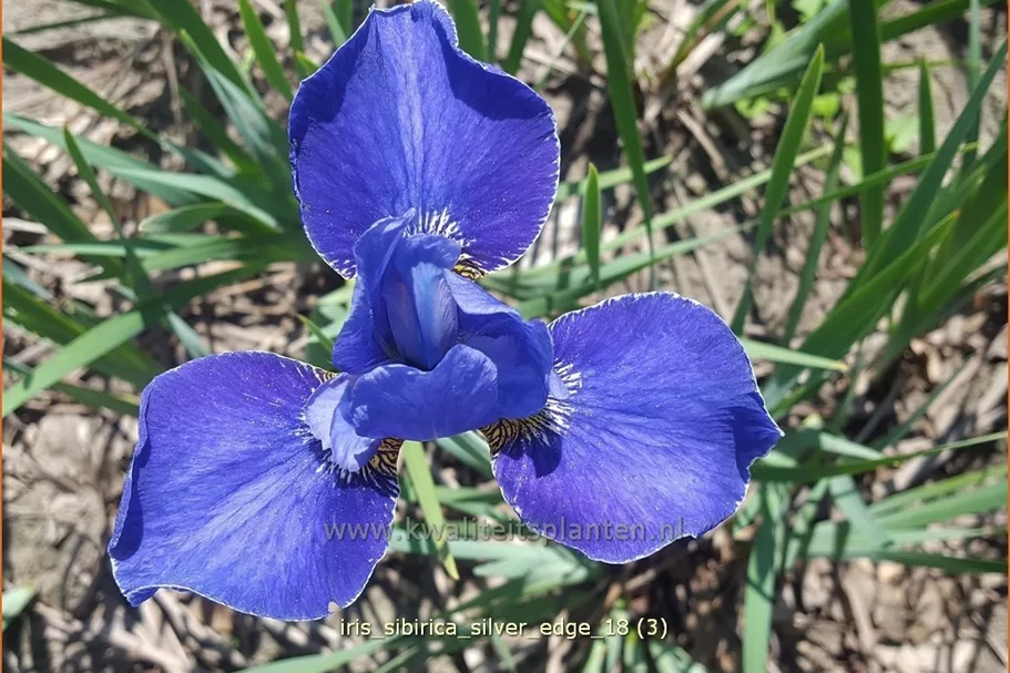 Iris sibirica 'Silver Edge'