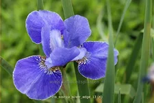 Iris sibirica 'Silver Edge'