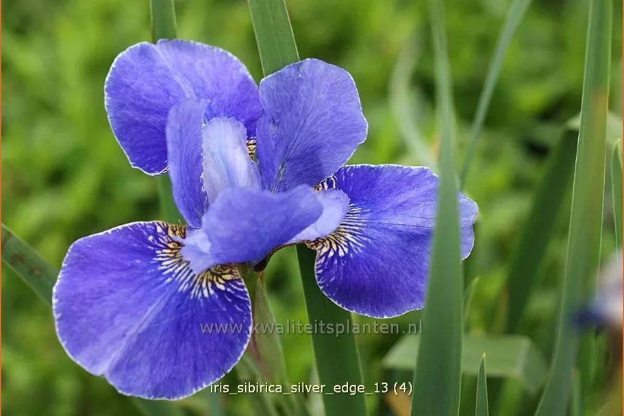 Iris sibirica 'Silver Edge'