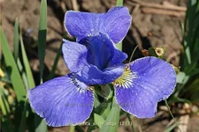 Iris sibirica 'Silver Edge'