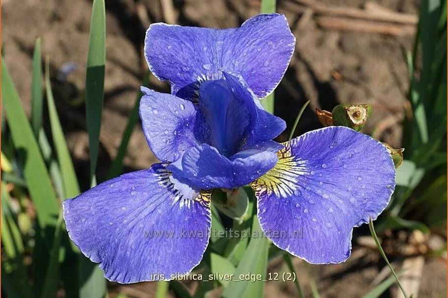 Iris sibirica 'Silver Edge'