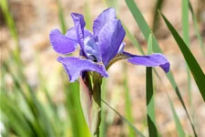 Iris sibirica 'Silver Edge'