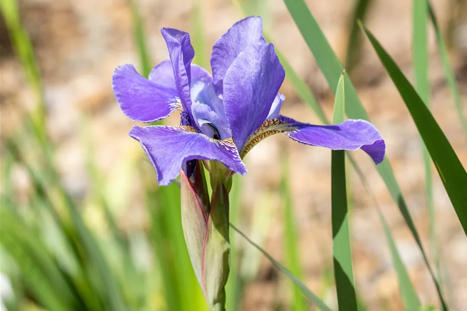 Iris sibirica 'Silver Edge'