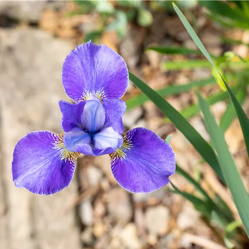 Iris sibirica 'Silver Edge'